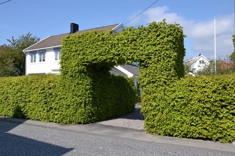 Taille de haies & Débroussaillage Moréac