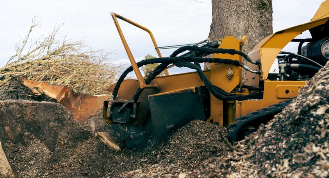 Abattage & Dessouchage 56 Morbihan