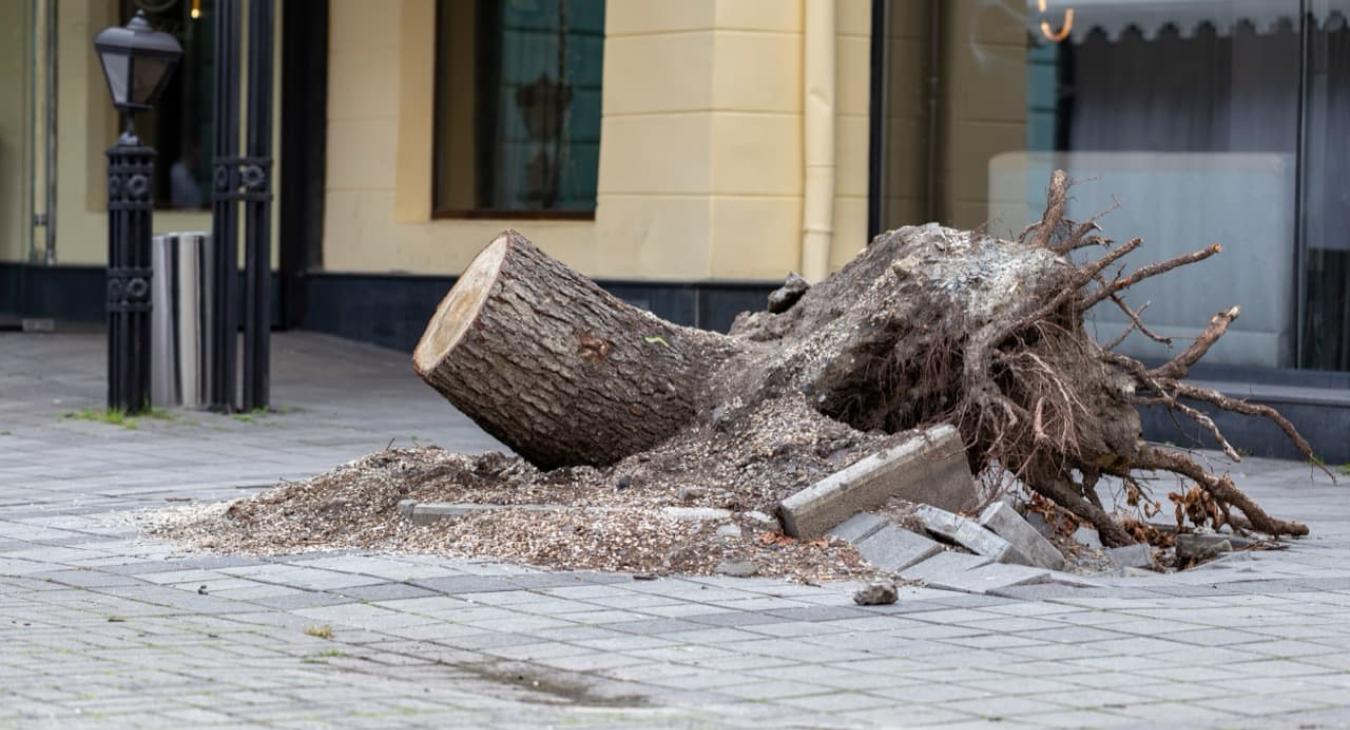 Abattage & Dessouchage 56 Morbihan