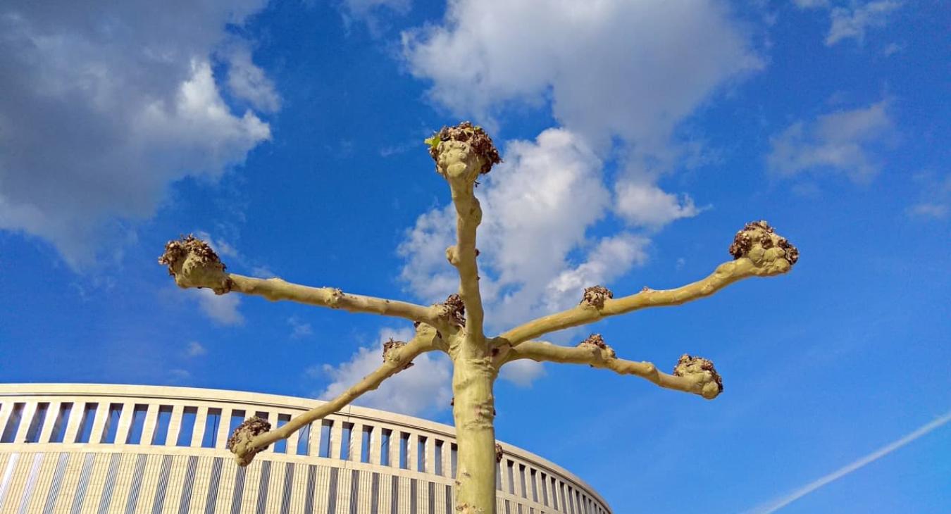 Élagage & Étêtage 56 Morbihan