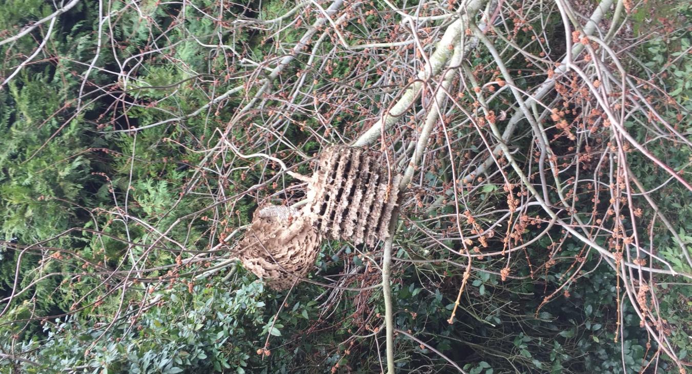 Retrait de nuisibles