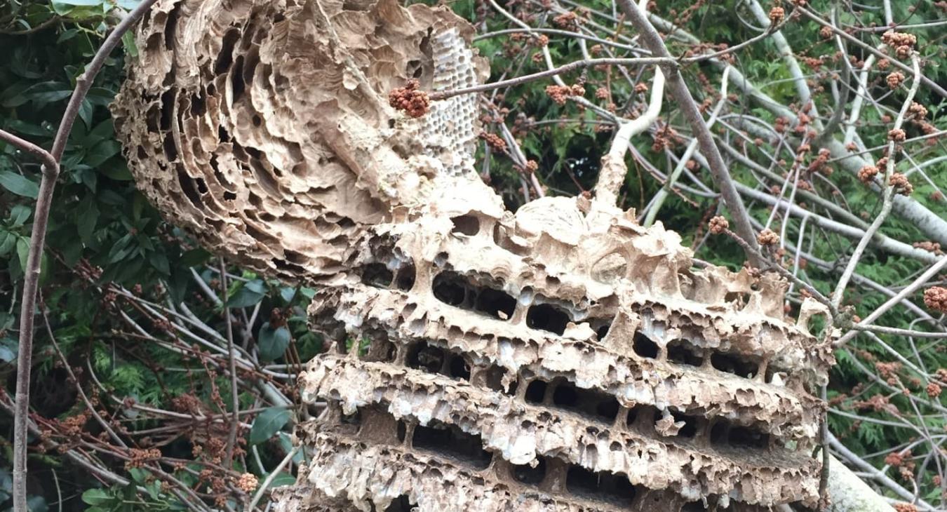 Retrait de nuisibles