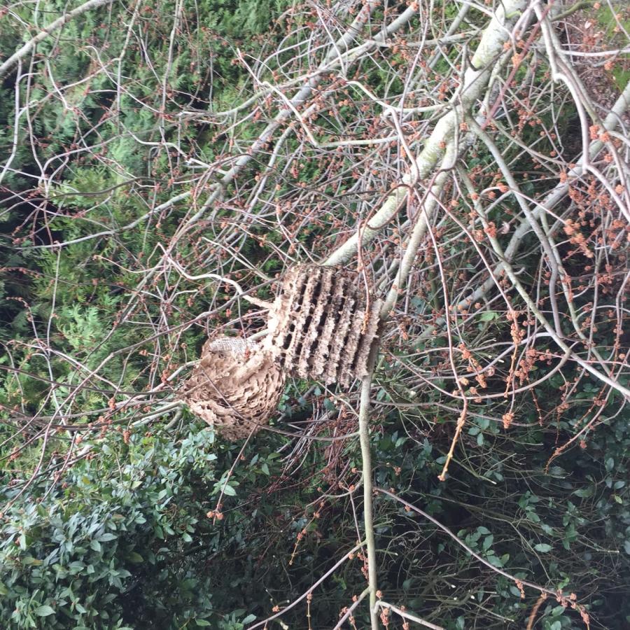 Retrait de nuisibles